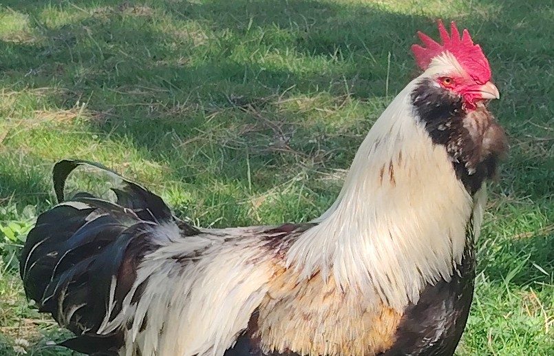 Le coq Faverolles sur le parcours
