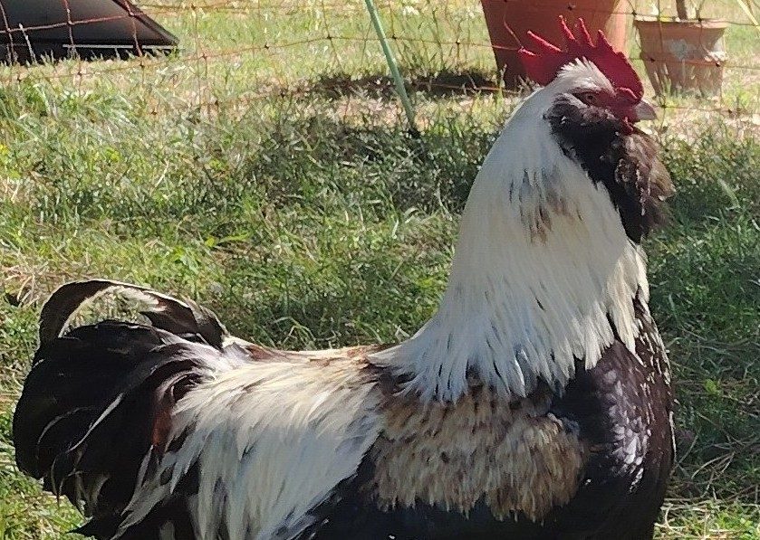 Plumage saumoné du coq Faverolles