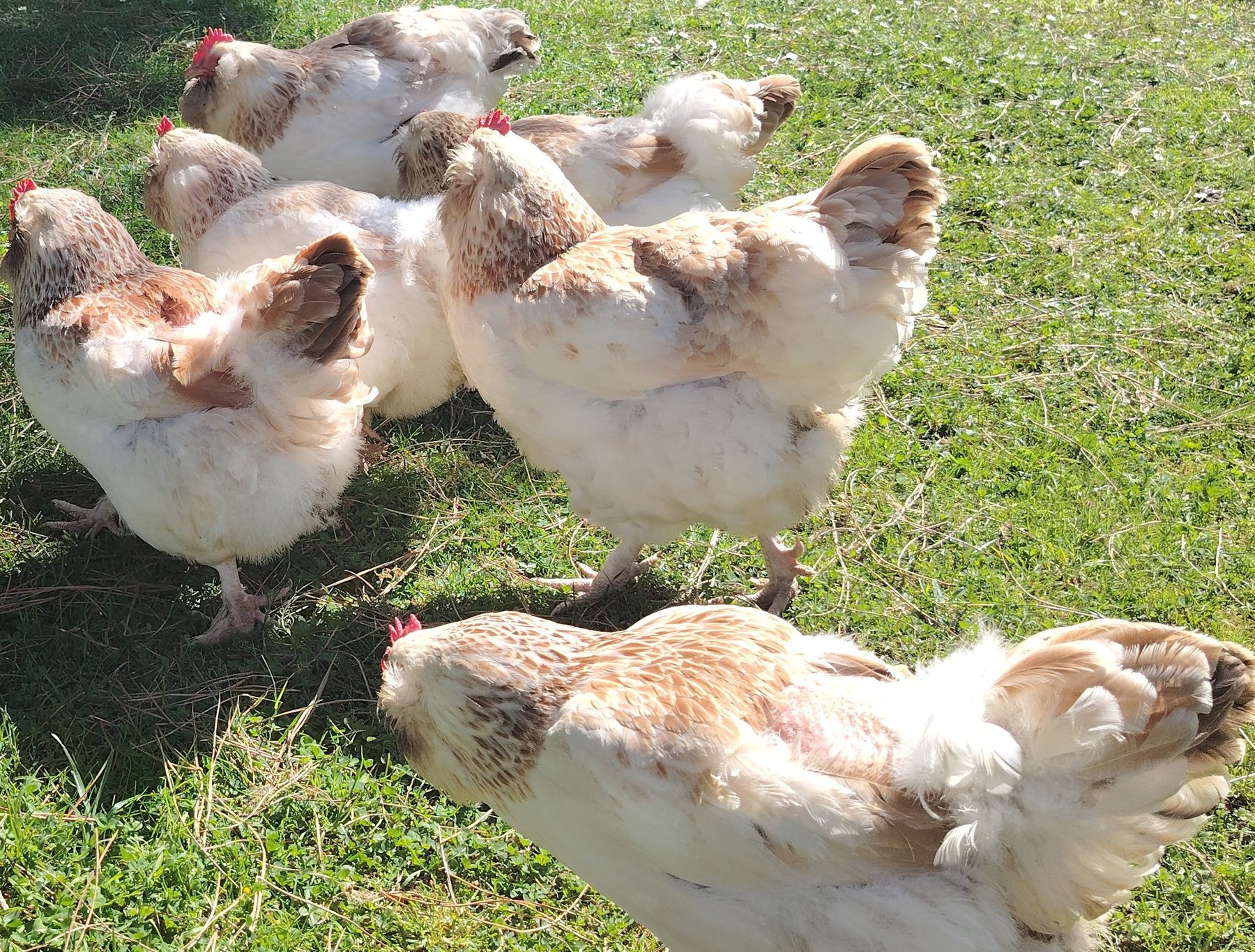 Nos six poules Faverolles au plein soleil