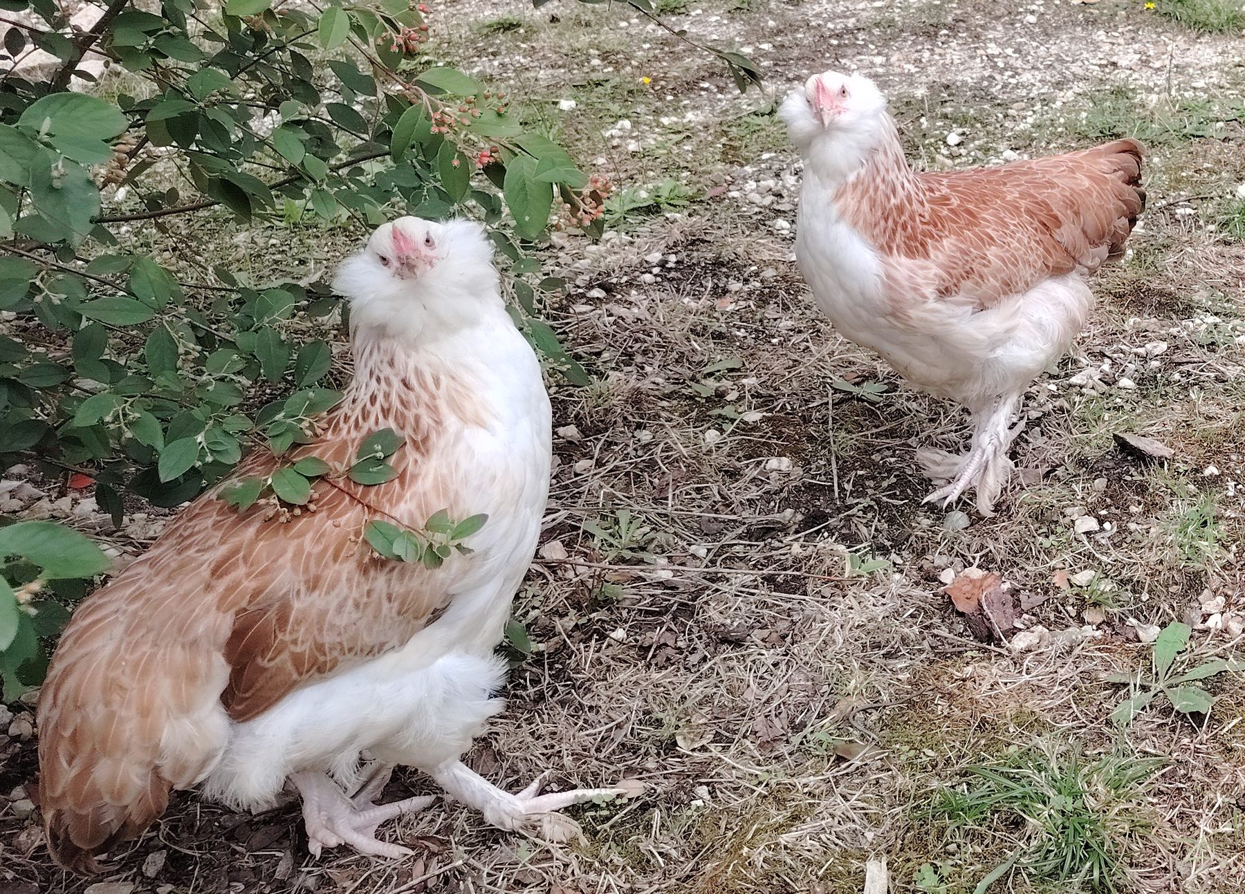Jeunes poules dans la verdure