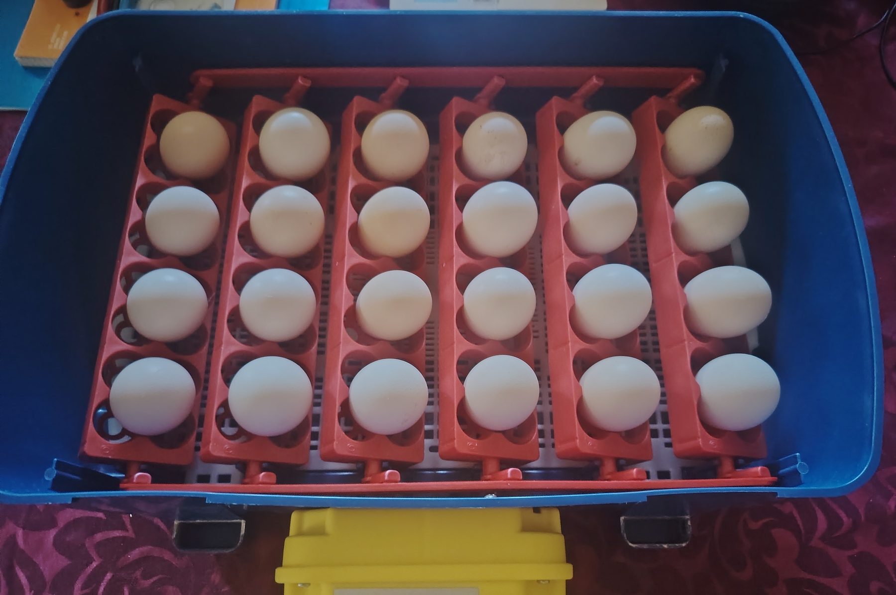 24 œufs Faverolles en couveuse