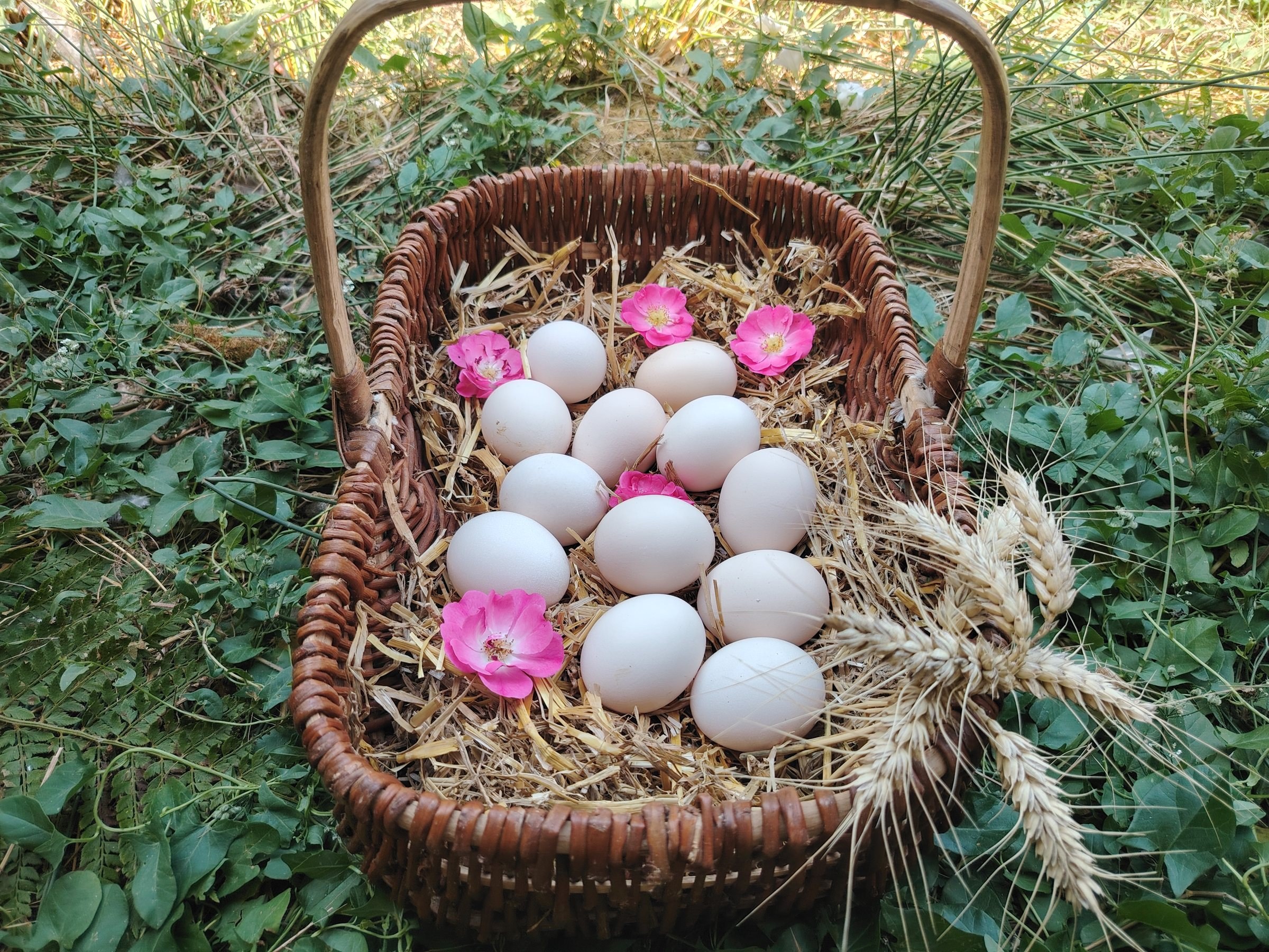 Panier en osier rempli d'œufs fécondés Faverolles sur la paille, décoré de roses et d'épis de blé