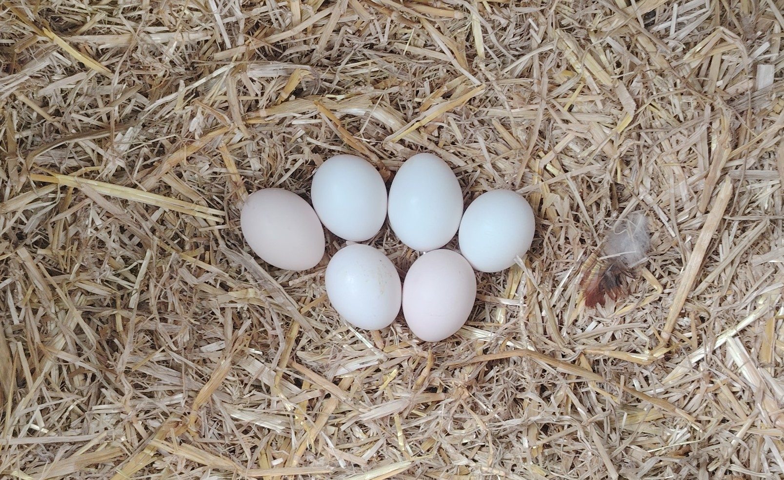 6 œufs Faverolles dans le pondoir