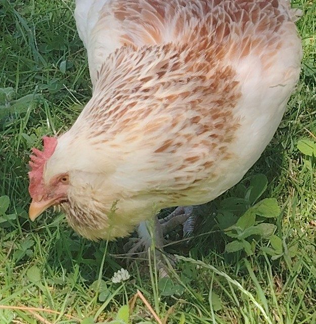 Poule qui picore sur l'herbe