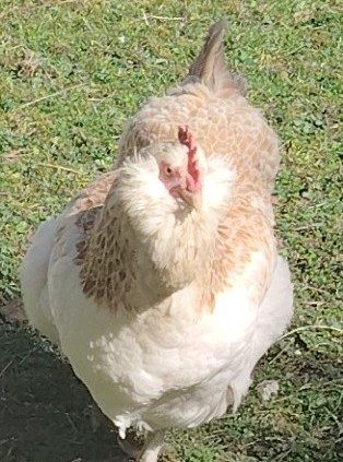 Portrait de face d'une poule Faverolles allemande, joues emplumées et barbe