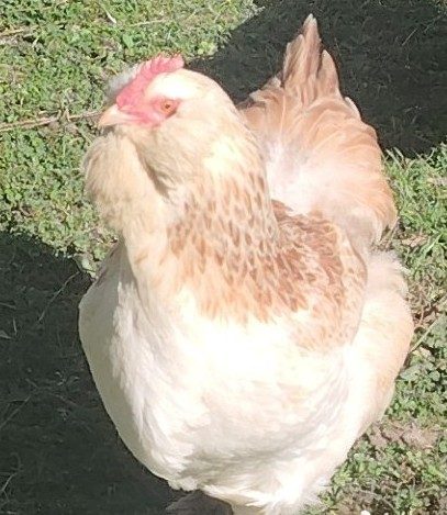 Poule Faverolles de profil