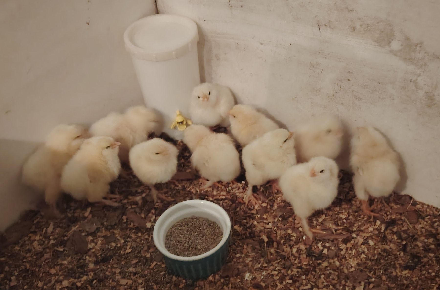 Les poussins Faverolles à l'éclosion